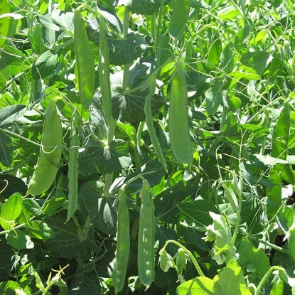 Picture of Pea Sweet Sahara